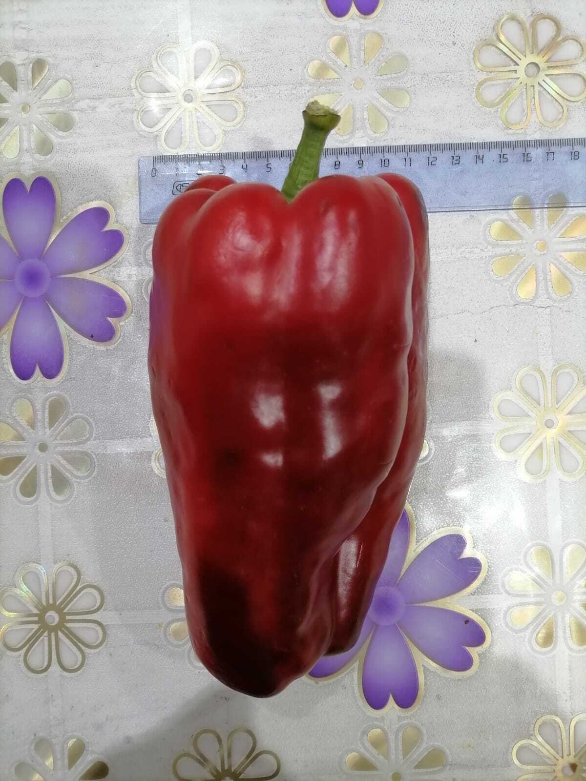 Жительница Туймазов вырастила огромный перец