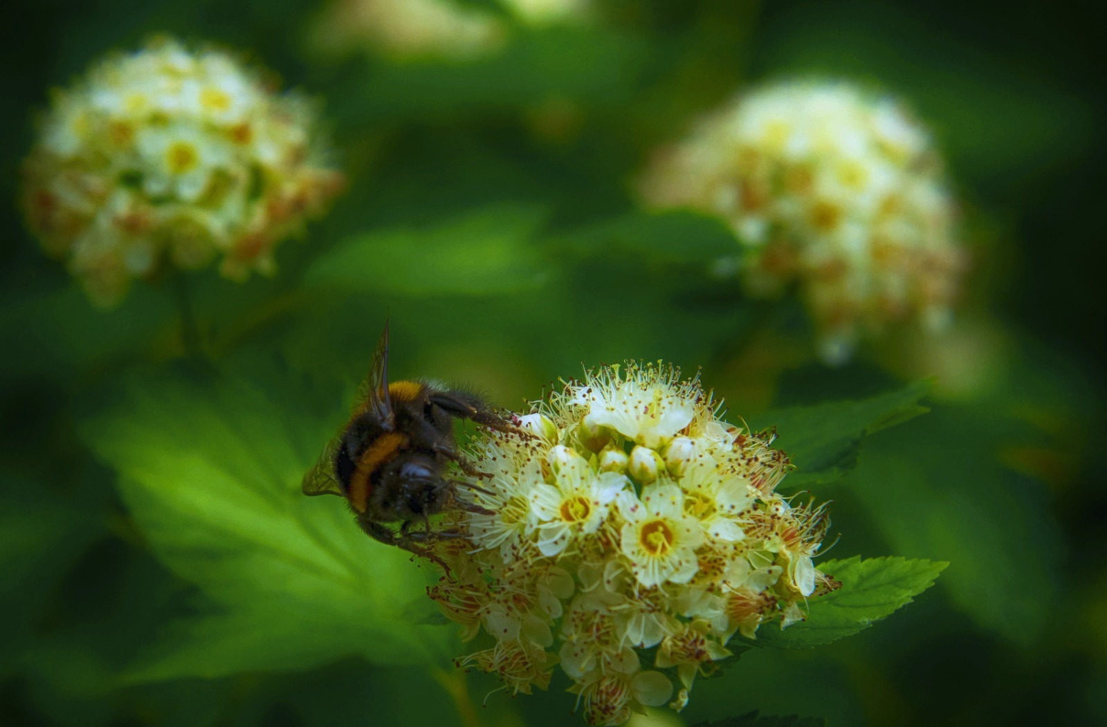 В Туймазы придет жара