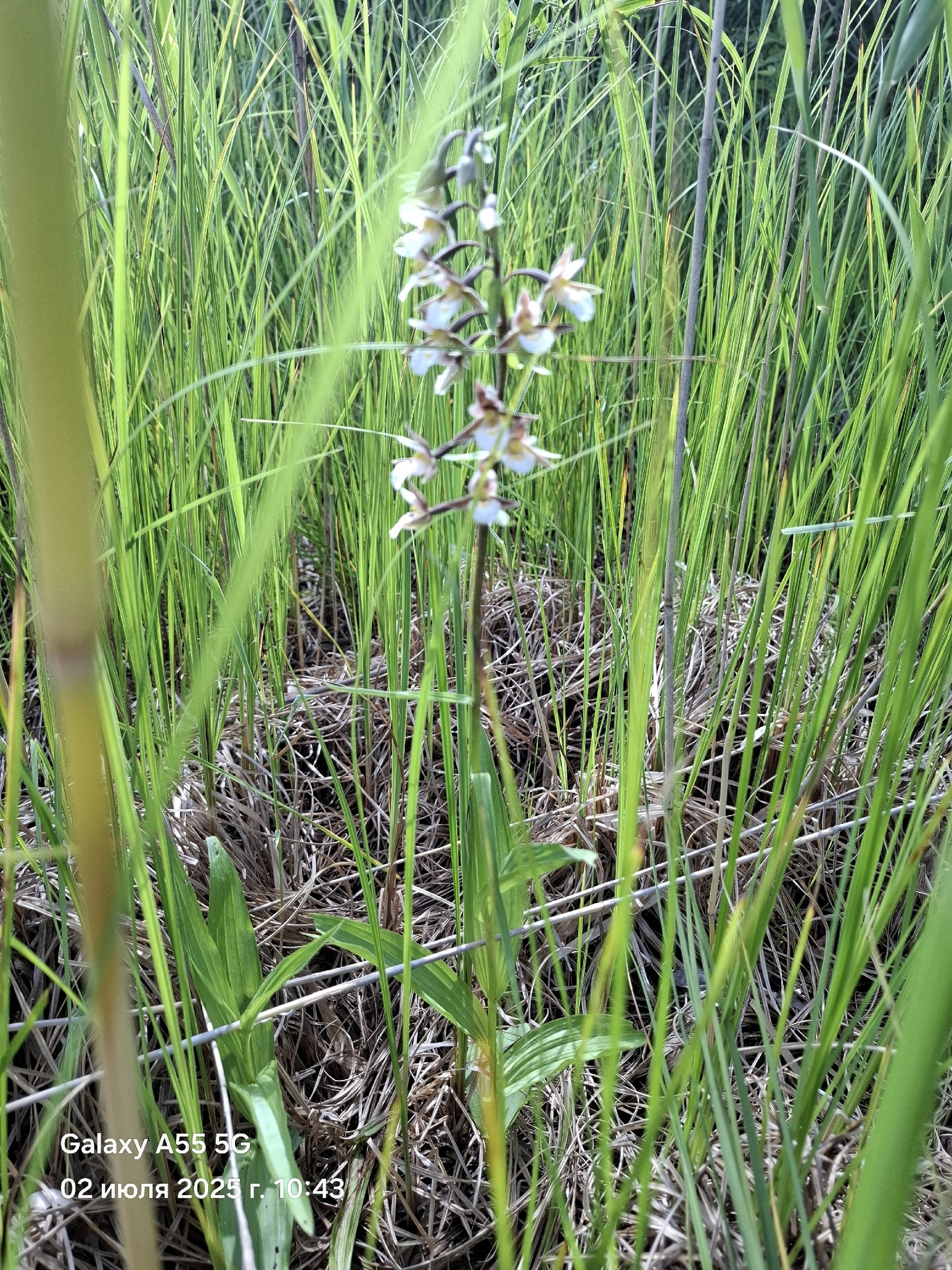 В природном парке Башкирии рассказали о редком краснокнижном растении