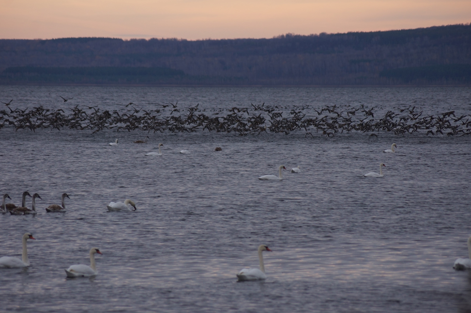 В Башкирии на озере Кандры-куль собрались сотни лебедей
