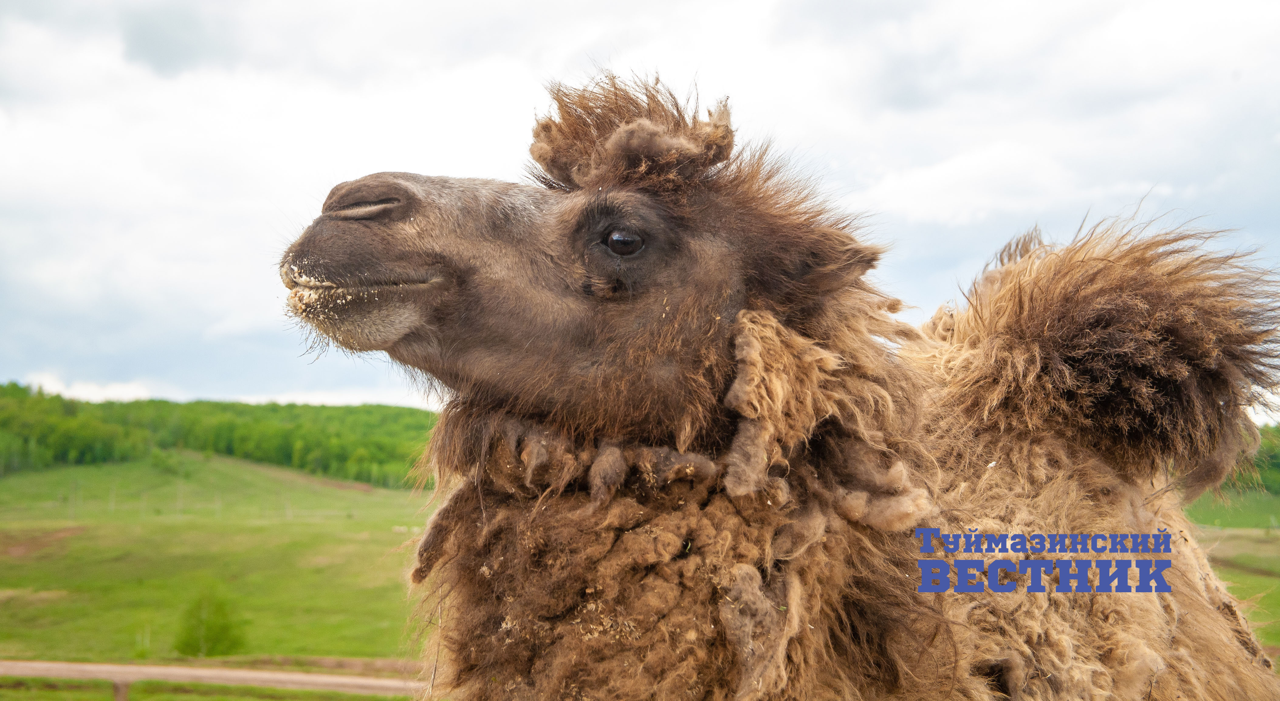 У жителя Туймазинского района в частном подворье живет верблюд