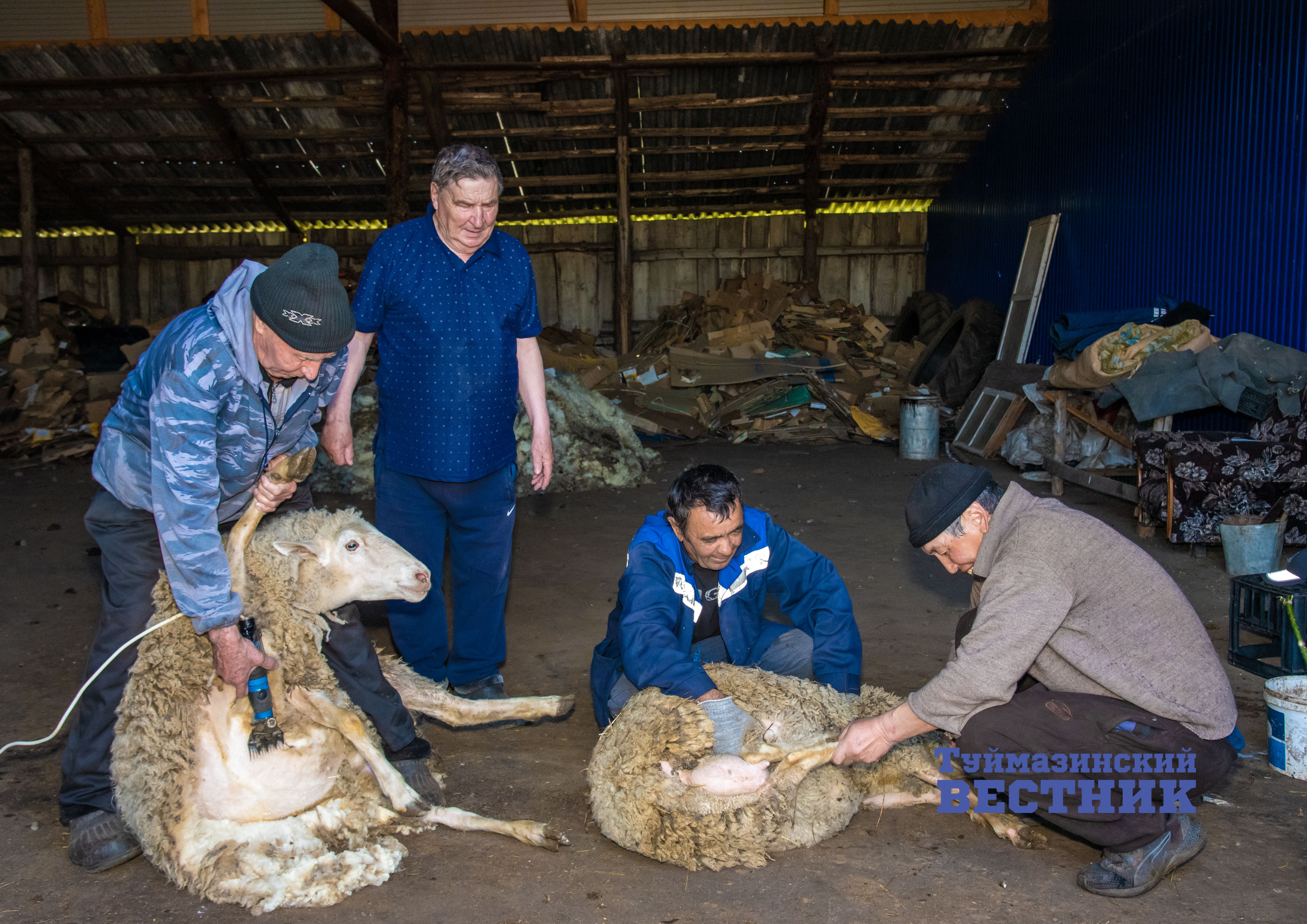 В Туймазах на животноводческой ферме идет ежегодная стрижка овец.