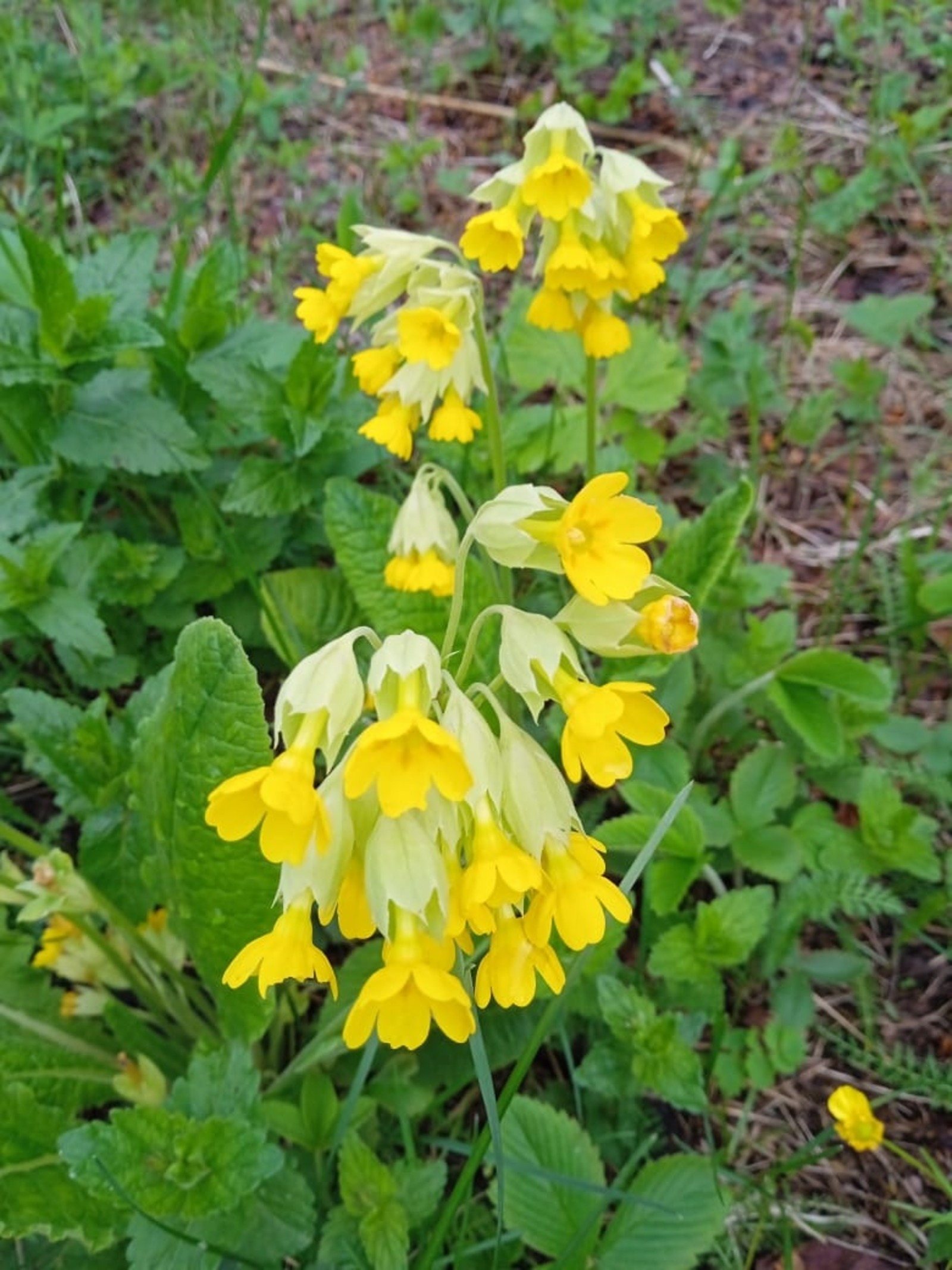 В Башкирии в природном заповеднике обильно зацвели барашки