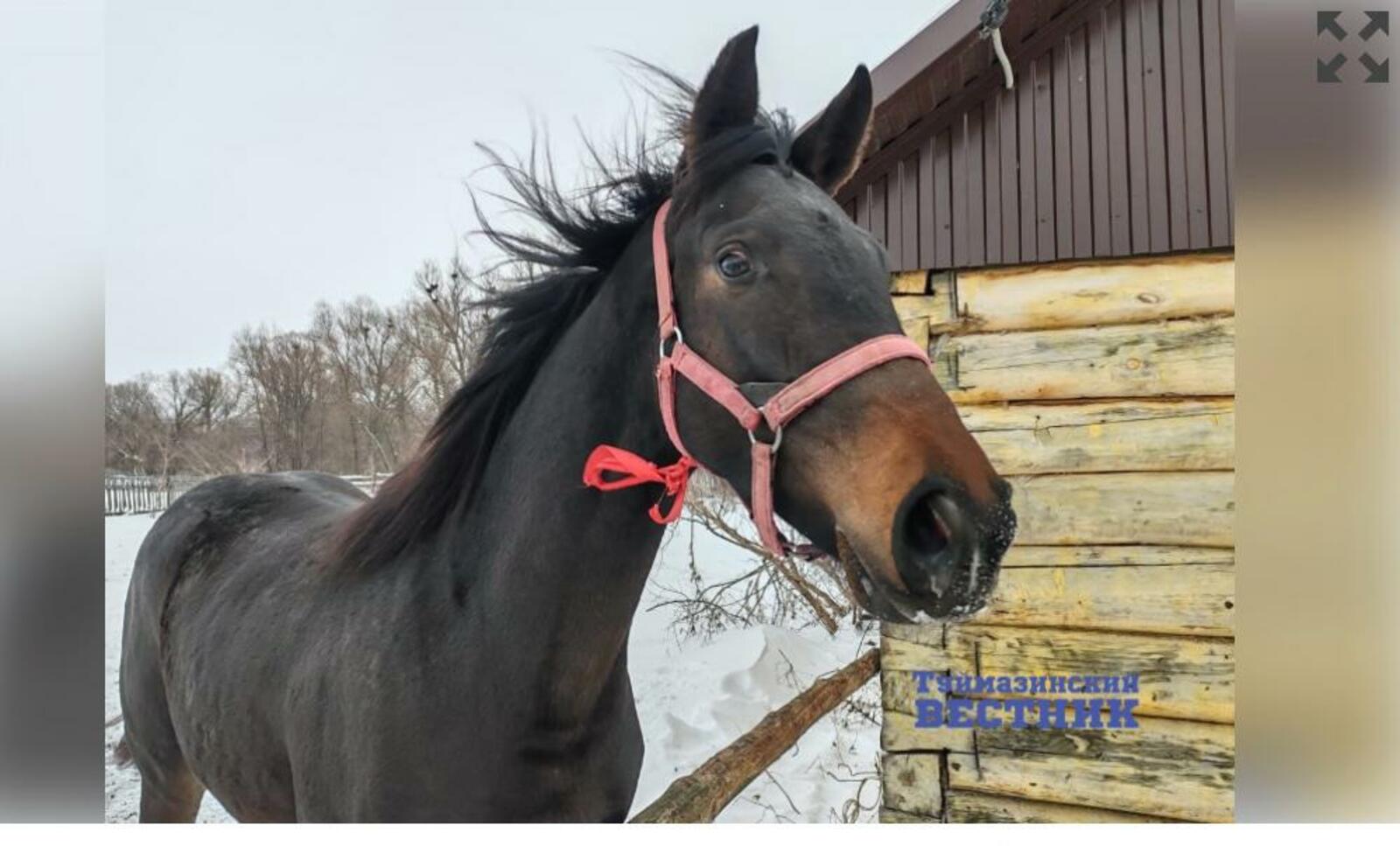 Чистокровка из Туймазинского района выиграла скачки «Башкорт аты»