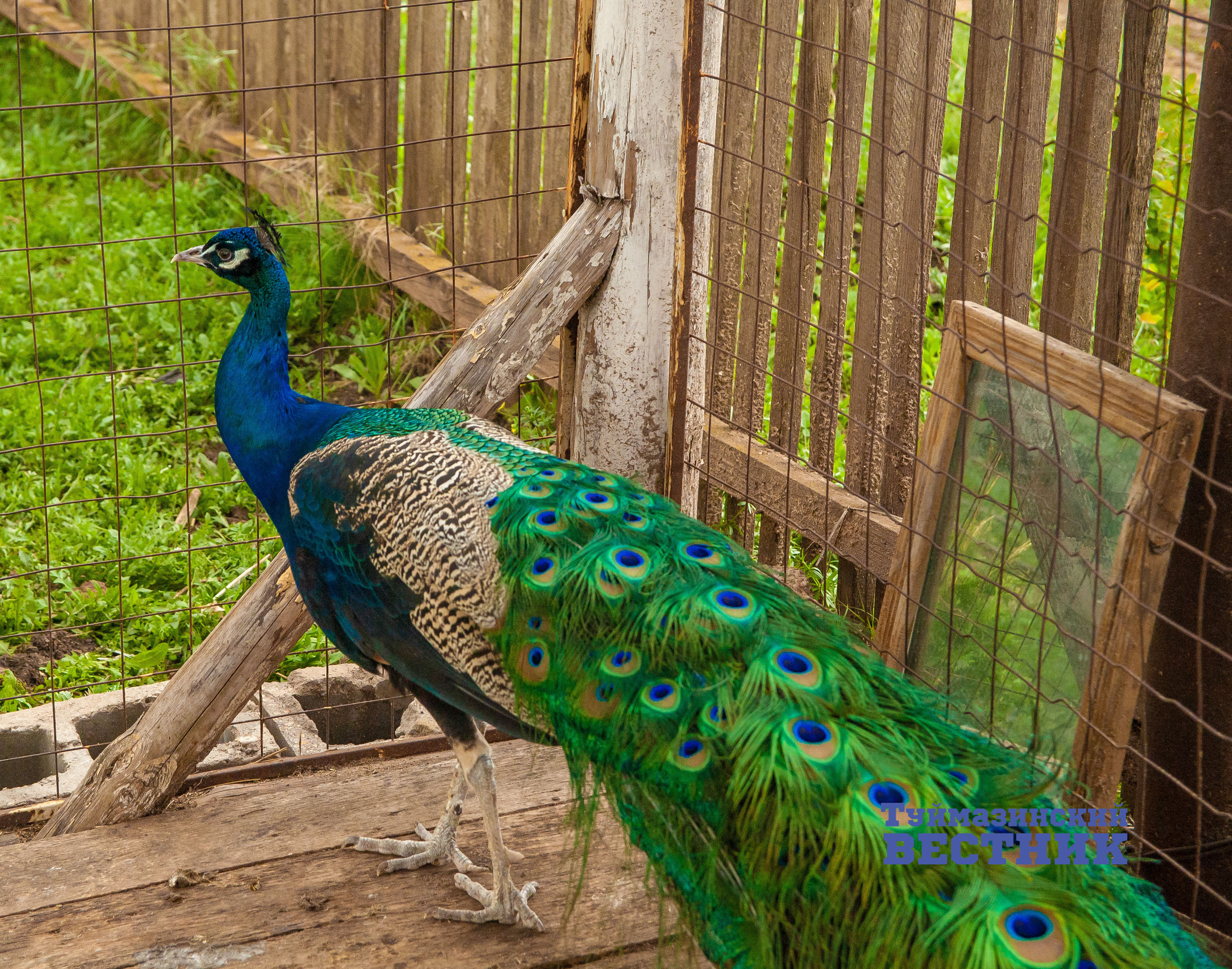 У жителя Туймазинского района в частном подворье живет верблюд