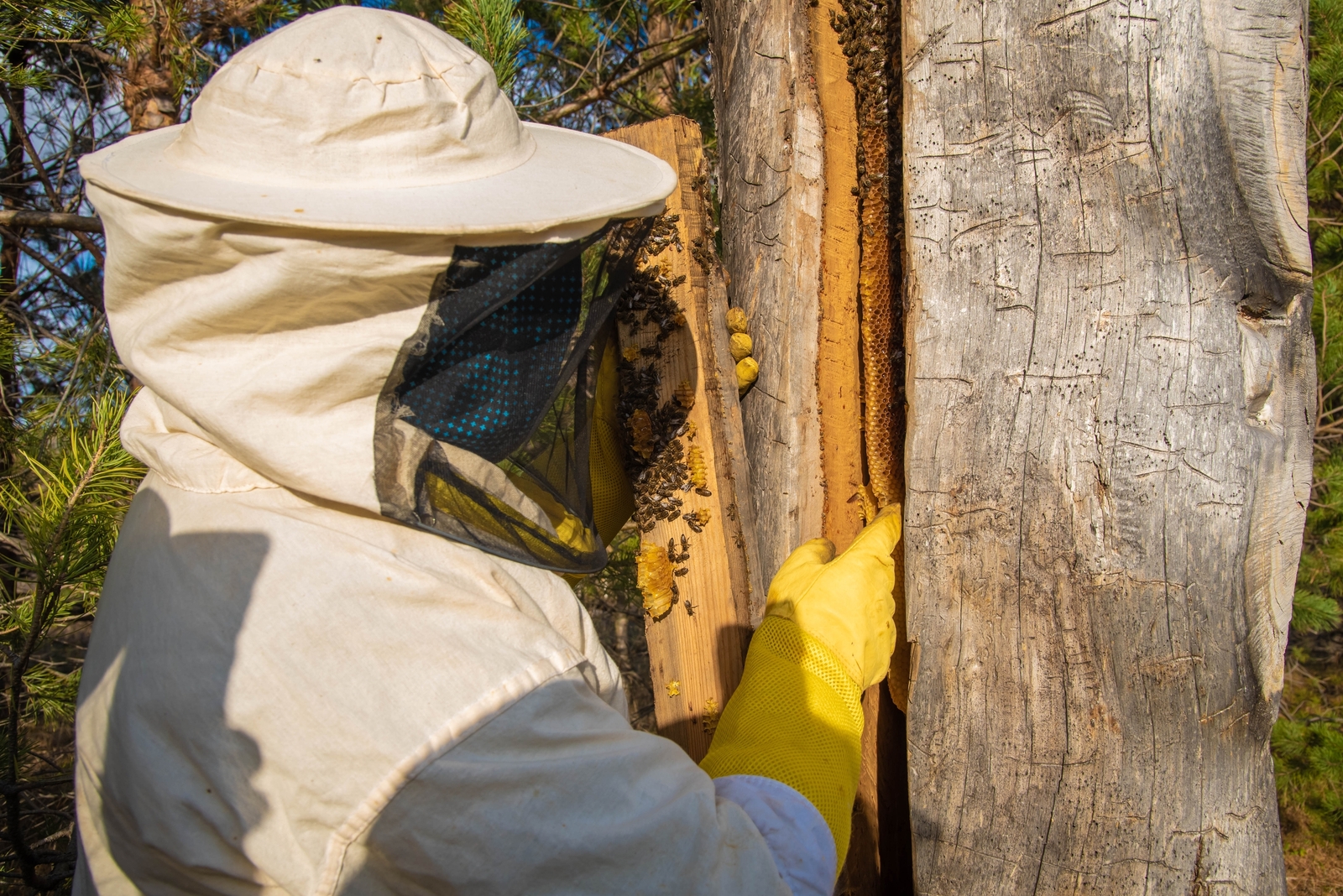 Два предприятия АПК Башкирии получили доступ на китайский рынок